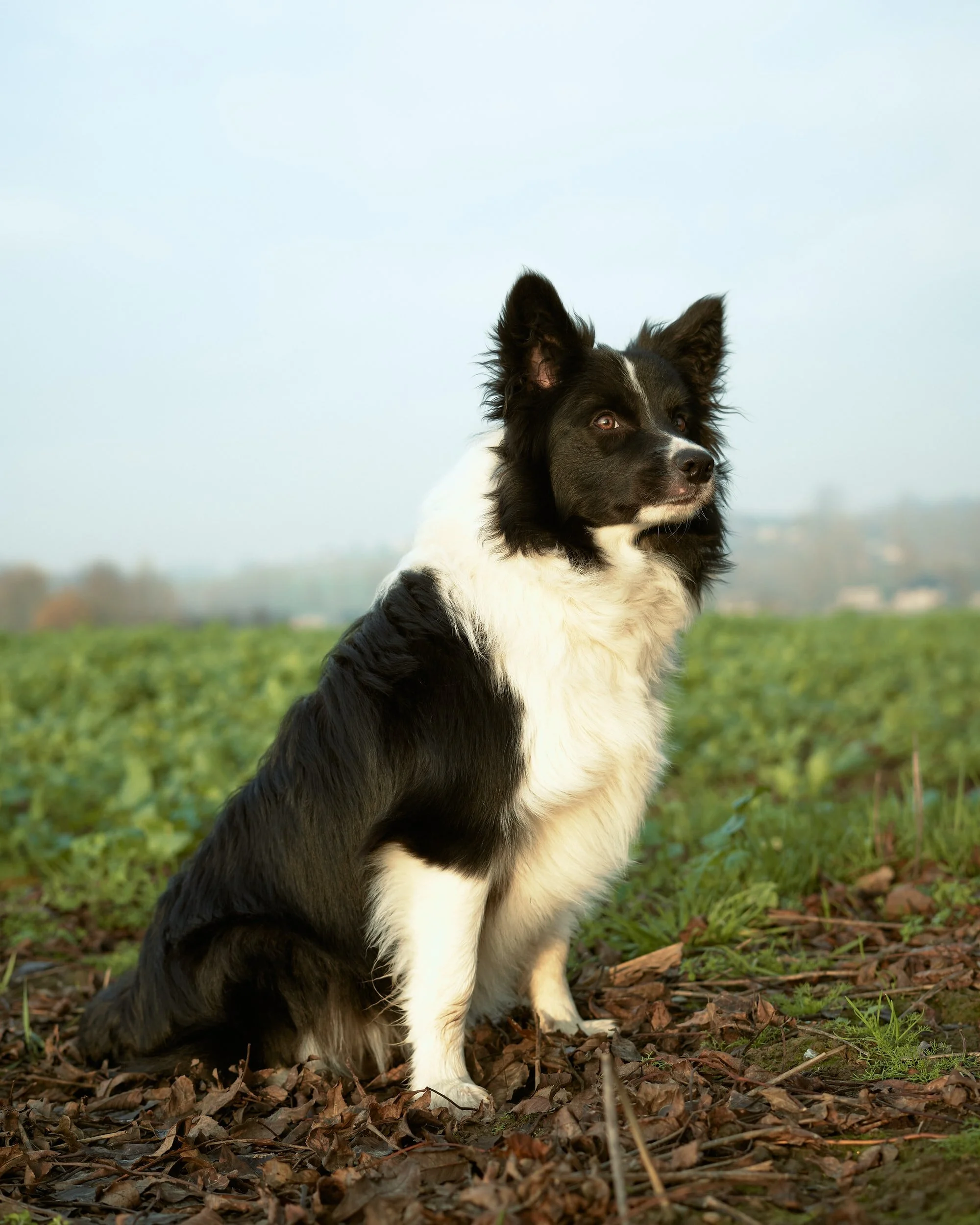 Kennel cough treatment australia sale